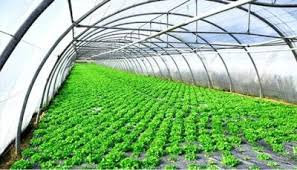 نایلون گلخانه ای چند منظوره مناسب پوشش و محافظت انواع گیاهان